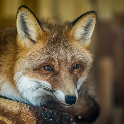 Clash节点在线 | 3月16日22.6M/S|免费Clash节点/SSR节点/V2ray节点/Shadowrocket节点/Trojan节点/Singbox节点节点推荐，安卓机场梯子购买推荐