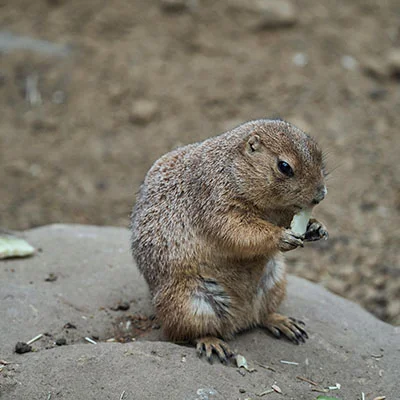 全面解析 Quantumult 代理地址：从获取到配置的完整指南