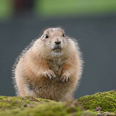 Clash节点在线 | 3月28日21.3M/S|免费SSR节点/V2ray节点/Singbox节点/Trojan节点/Clash节点/Shadowrocket节点节点推荐，安卓机场梯子购买推荐