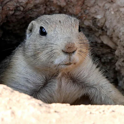 Clash节点在线 | 1月29日20.4M/S|免费Shadowrocket节点/Clash节点/V2ray节点/SSR节点/Singbox节点/Trojan节点节点推荐，安卓机场梯子购买推荐