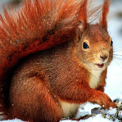 Clash节点在线 | 2月27日20.2M/S|免费Clash节点/Trojan节点/SSR节点/V2ray节点/Singbox节点/Shadowrocket节点节点推荐，安卓机场梯子购买推荐