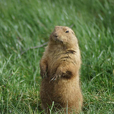 Clash节点在线 | 3月19日19.2M/S|免费Singbox节点/Clash节点/Shadowrocket节点/SSR节点/V2ray节点/Trojan节点节点推荐，安卓机场梯子购买推荐