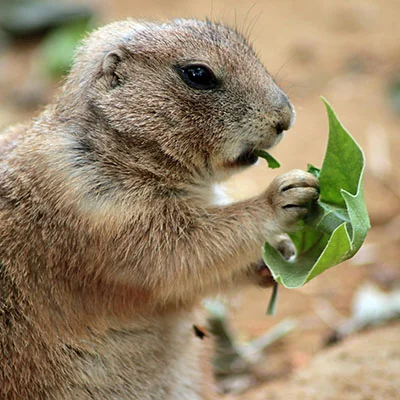 Clash节点在线 | 2月28日18.8M/S|免费Trojan节点/SSR节点/Singbox节点/V2ray节点/Clash节点/Shadowrocket节点节点推荐，安卓机场梯子购买推荐