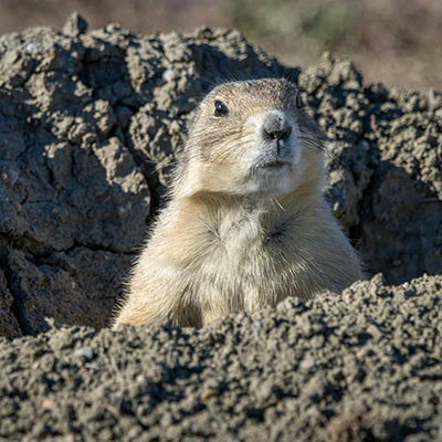 Clash节点在线 | 3月30日21.1M/S|免费SSR节点/V2ray节点/Trojan节点/Shadowrocket节点/Clash节点/Singbox节点节点推荐，安卓机场梯子购买推荐