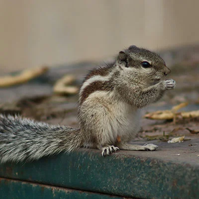 Clash节点在线 | 1月27日19.7M/S|免费Trojan节点/SSR节点/V2ray节点/Shadowrocket节点/Clash节点/Singbox节点节点推荐，安卓机场梯子购买推荐