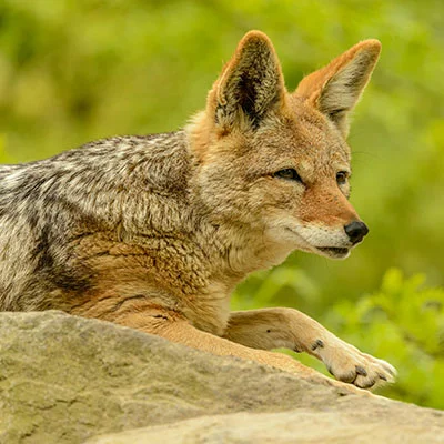 Clash节点在线 | 3月25日22.3M/S|免费Shadowrocket节点/Clash节点/Singbox节点/Trojan节点/SSR节点/V2ray节点节点推荐，安卓机场梯子购买推荐