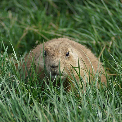 Clash节点在线 | 1月25日20.9M/S|免费V2ray节点/Clash节点/Trojan节点/Singbox节点/SSR节点/Shadowrocket节点节点推荐，安卓机场梯子购买推荐