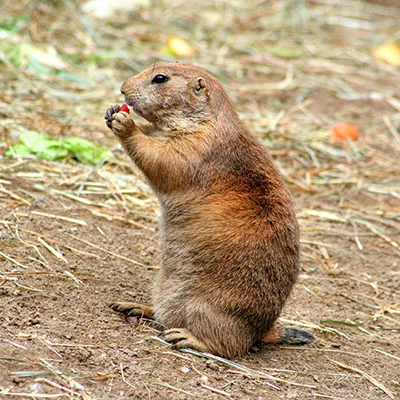 Clash节点在线 | 3月26日18.5M/S|免费V2ray节点/Trojan节点/SSR节点/Clash节点/Shadowrocket节点/Singbox节点节点推荐，安卓机场梯子购买推荐