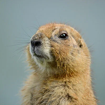 Clash节点在线 | 3月27日20.3M/S|免费Trojan节点/V2ray节点/SSR节点/Clash节点/Shadowrocket节点/Singbox节点节点推荐，安卓机场梯子购买推荐