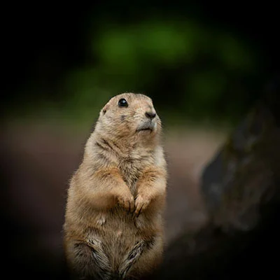 Clash节点在线 | 3月22日21.4M/S|免费Clash节点/V2ray节点/Singbox节点/SSR节点/Trojan节点/Shadowrocket节点节点推荐，安卓机场梯子购买推荐